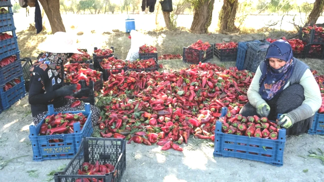 Erzincanlı Genç Mühendis, 100 Tonluk Hedefini Gerçekleştirerek Başarıya Ulaştı!